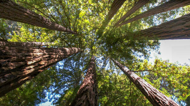 How Our Tree Care Process Works  in  Benwood, WV